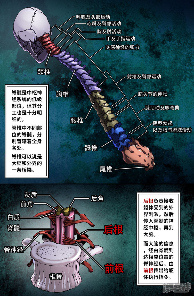 史上最强第70话 神经系统