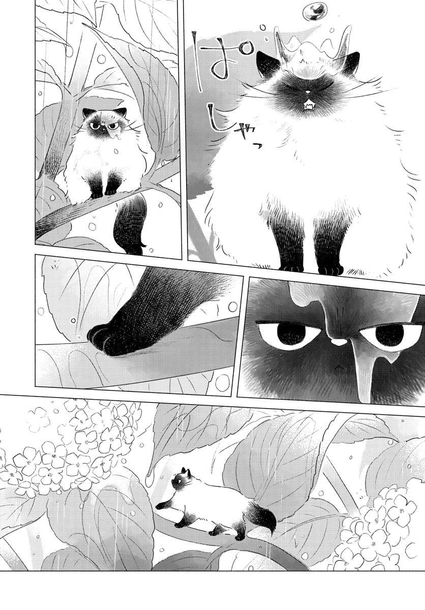 掌心猫猫第01话